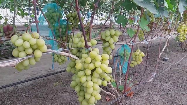 Г.форма Миланка(Милана-2) смотреть онлайн