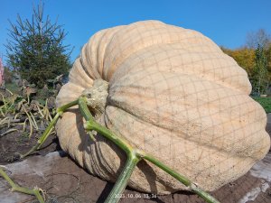 1. Как Вырастить Тыкву Атлантический Гигант. Апрель 2023 г.