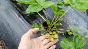 Сколько я год на одном кусту клубники? Ответ