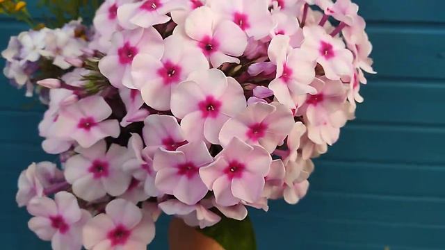 Букет флоксов, сентябрь смотреть онлайн