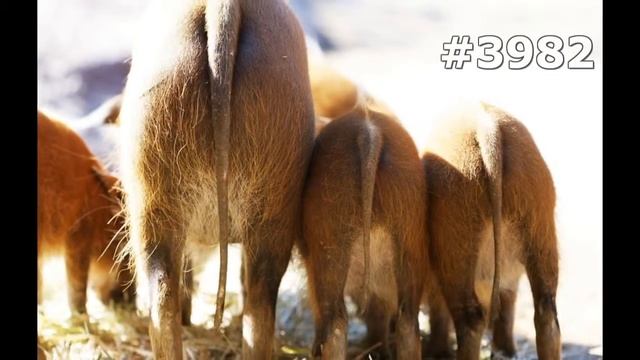 #3982. Свиньи и кабаны (В мире животных) смотреть онлайн