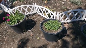 Обзор Ампельной и Каскадной Петунии 30 мая