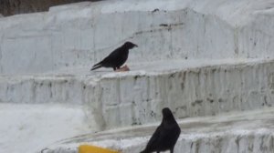 お魚貰ってホウちゃん受け止め💗ラブ♡キーパー【天王寺動物園】