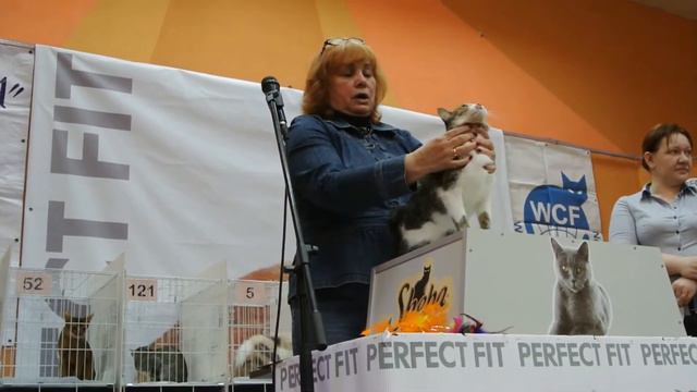 Международная выставка кошек в Смоленске смотреть онлайн