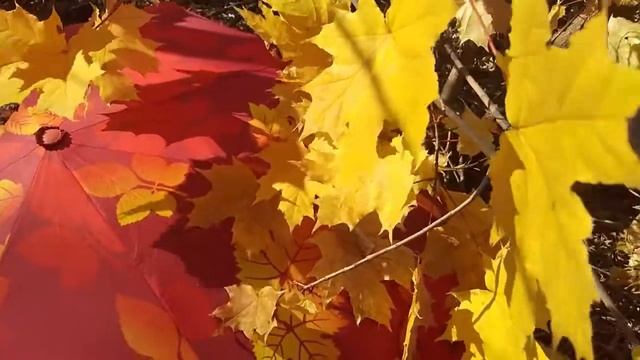ФУТАЖ КРАСИВАЯ ОСЕНЬ, ЗОНТ ЖЕЛТЫЕ ЛИСТЬЯ КЛЕНА, Используйте бесплатные футажи для видеомонтажа. смотреть онлайн