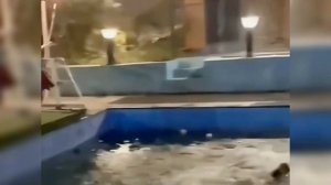 Забавные животные №38