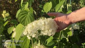 ГОРТЕНЗИЯ ДРЕВОВИДНАЯ -выращивание , уход, посадка, размножение, цветение
