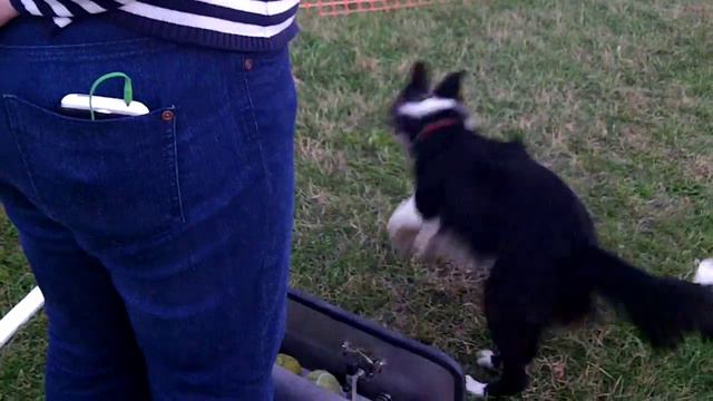 Бордер колли Веник -флайбол смотреть онлайн