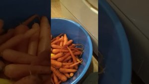 МЫТАЯ МОРКОВКА В СТИРАЛЬНОЙ МАШИНЕ