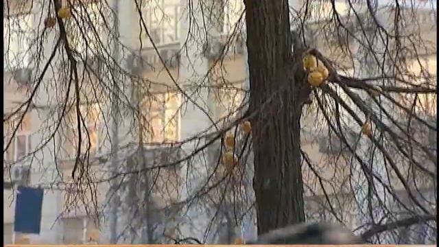 Лимоны на липах смотреть онлайн