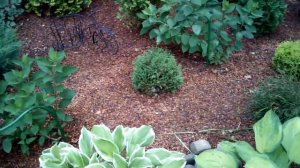 Парадная зона при входе на дачу. Теневой участок. Растения для теневого участка.