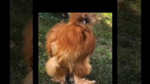 Шёлковая порода окрас Бафф