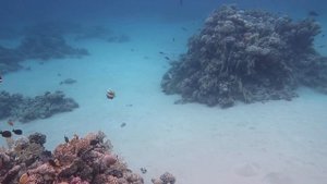 Coral reef Movenpick Resort Sharm El Sheikh Naama Bay (december 2018)