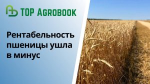 Рентабельность пшеницы ушла в минус | TOP Agrobook: обзор аграрных новостей