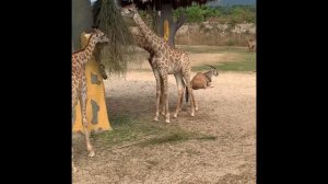 ВЬЕТНАМ, НЯЧАНГ, ЭКСКУРСИИ СВОИМ ХОДОМ ! VINPEARL! пагода Лонг Шон и Чамские Башни Понагар