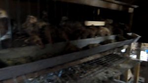 Чем я кормлю перепелов чтобы несли много крупных яиц.