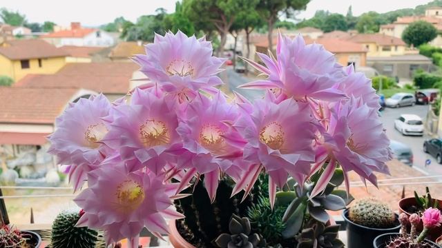 Расцвёл целый букет. Любимые кактусы смотреть онлайн