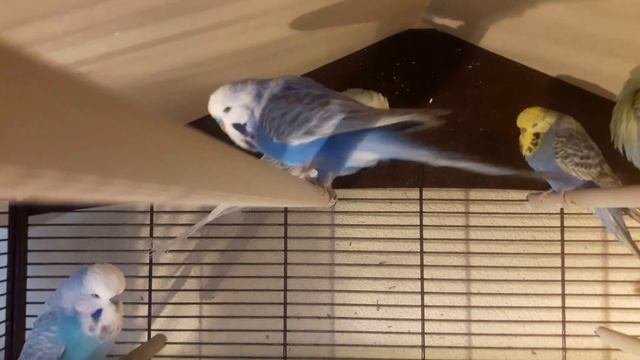 ? ? Выставочные волнистые попугаи радужного окраса и не только..
