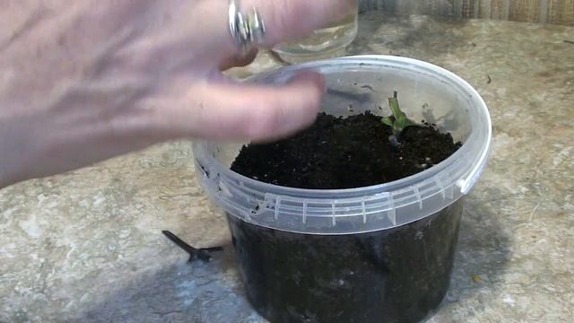 Осеннее размножение клематиса черенками .