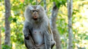 Queen come to grooming for big king Asuz monkey , Asuz feeling so comfort during got grooming