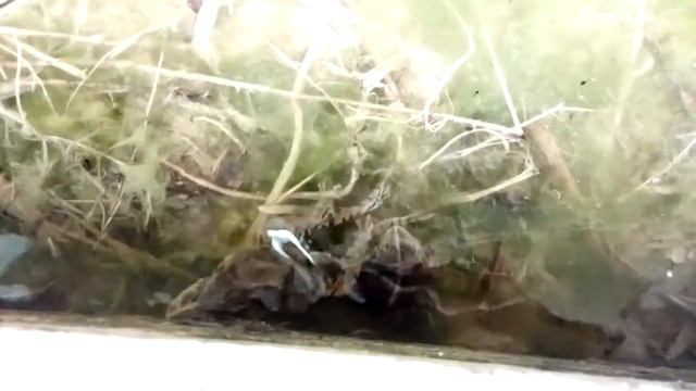 Лягушка! КВА-КВА! смотреть онлайн