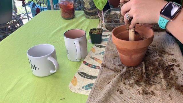 HOW TO MAKE A MOSS POLE | PHILODENDRON VERRUCOSUM REPOTTING смотреть онлайн