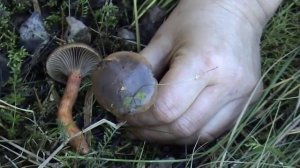 Мокруха сосновая   хороший гриб!