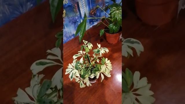 Шеффлера польза и уход в домашних условиях