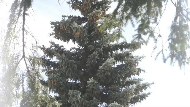 Entspannungsmusik zur Weihnachtszeit. Gitarre. 🌲 Рождественская немецкая музыка. Гитара.🌲