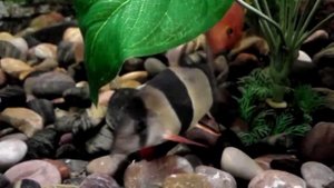 Рыбка боция клоун отдыхает...