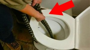 Шокирующие Случаи Вторжения Диких Животных В Дома Людей!