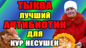 ТЫКВА - лучший антибиотик для кур несушек, ОБЯЗАТЕЛЬНА в рационе питания.