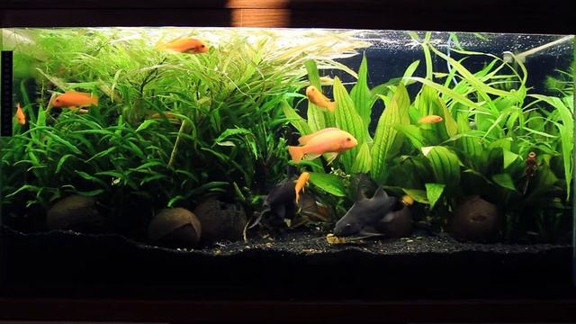 Жизнь в аквариуме на 150 литров (16.02.2017) смотреть онлайн