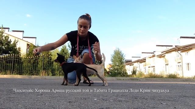 "Двойной" хендлинг 05.08.2014 смотреть онлайн