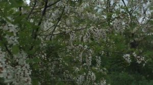 Акация Отличный Медонос особенно когда пчела может на неё лететь