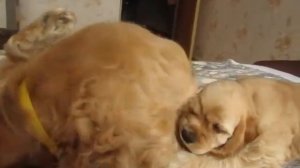 СЧАСТЬЕ В ВАШ ДОМ