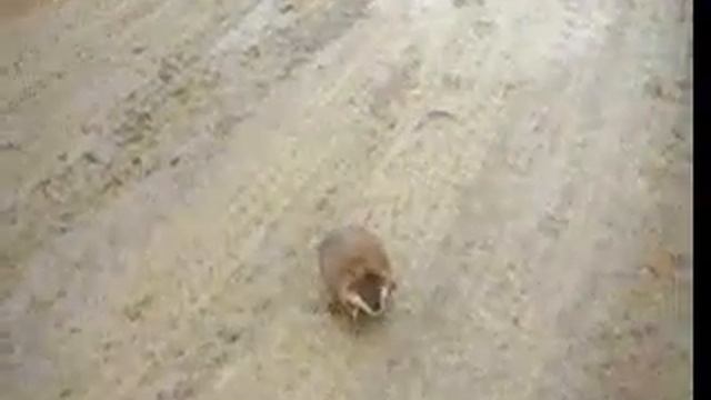 Ондатра.flv смотреть онлайн