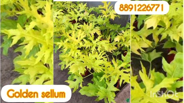 Philodendron plants for sale