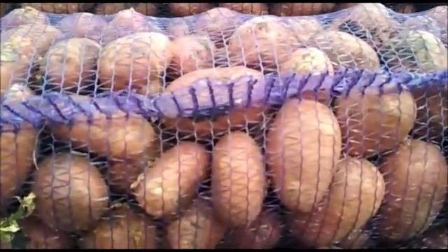 Картофель 2019. Ручной сбор.89122201326-КартофельУрал.