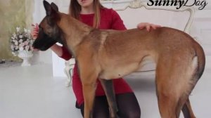 Критерии и показатели здоровой собаки