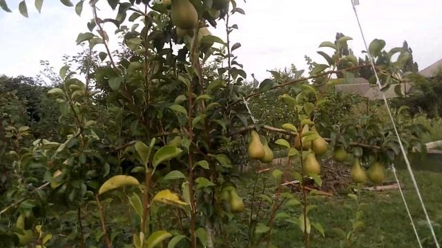 Груша Аббат Феттель на 10 08 2021 год смотреть онлайн