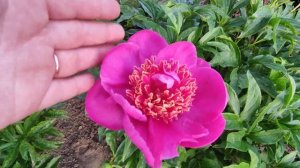 Цветение молодых пионов на даче у Елены?Карина Версан,Бартзелла,Диана Паркс,Печер и др.