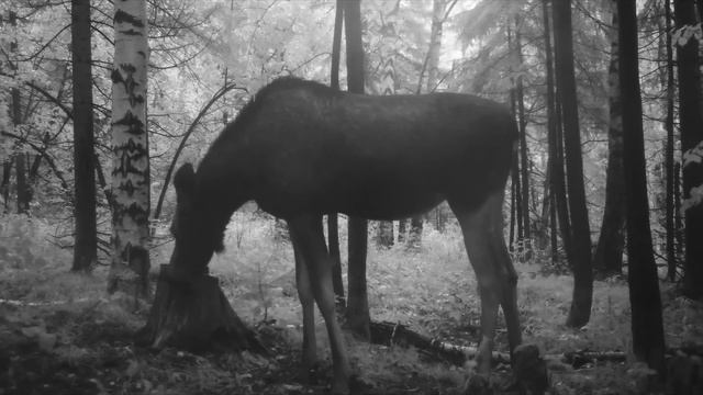 ДОМ ПОД ЗЕМЛЕЙ своими РУКАМИ - ЛОСЬ НА ПОРОГЕ, Защита ОКНА, ЛЕСТНИЦА, Ставим ДВЕРЬ - СТРОИМ Землянк смотреть онлайн