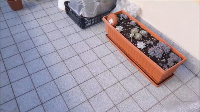 Suculentas - Flores da Schlumbergera truncata/Flor de maio смотреть онлайн