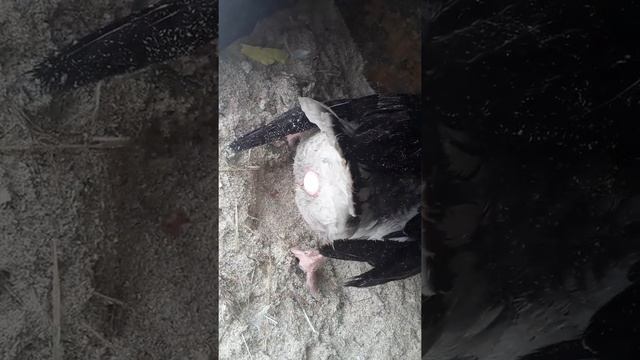 Гусыня несется смотреть онлайн