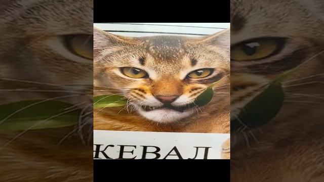 Поставьте лайк и подпишитесь
Ну что сложно чтоли?!!
