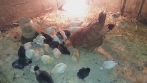 Цыплята под квочкой / чем я их кормлю / цыплятам 9 дней /