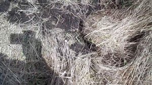 СУПЕР НАХОДКИ!!!  ДВОЙНОЙ КОП. ПЕРИОДА Петра 1 Назад в прошлое