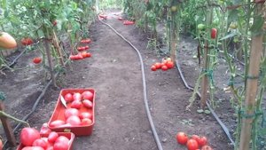 НЕ ПОРА ЛИ ЗАКРЫВАТЬ ДВЕРИ ТЕПЛИЦЫ НА НОЧЬ? Ольга Чернова.