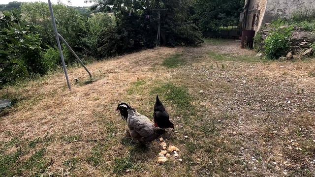 Во Франции в прошлом веке. Мои куры. Жара, июль. смотреть онлайн